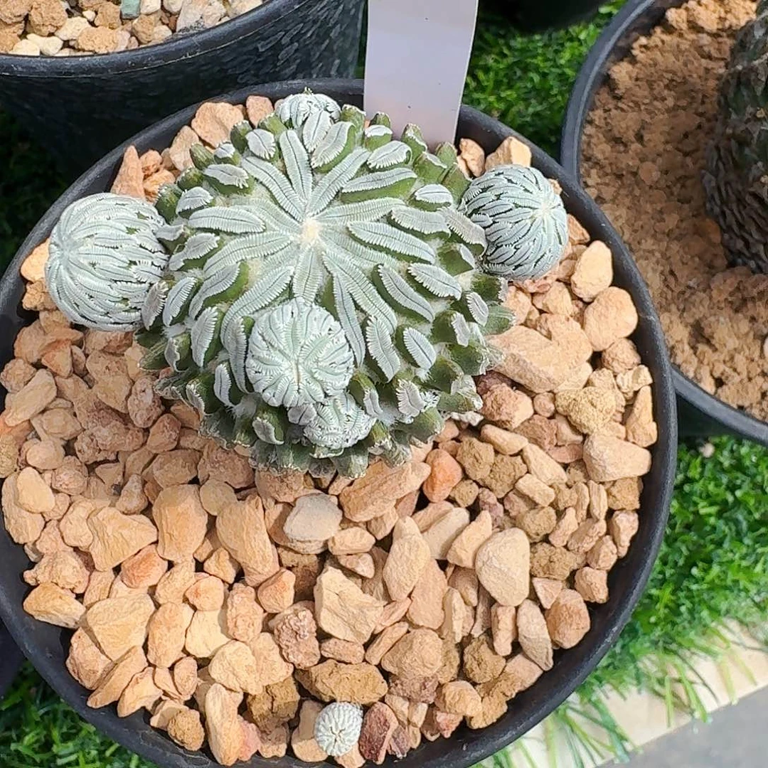 直播间，耶猫姐姐专拍，