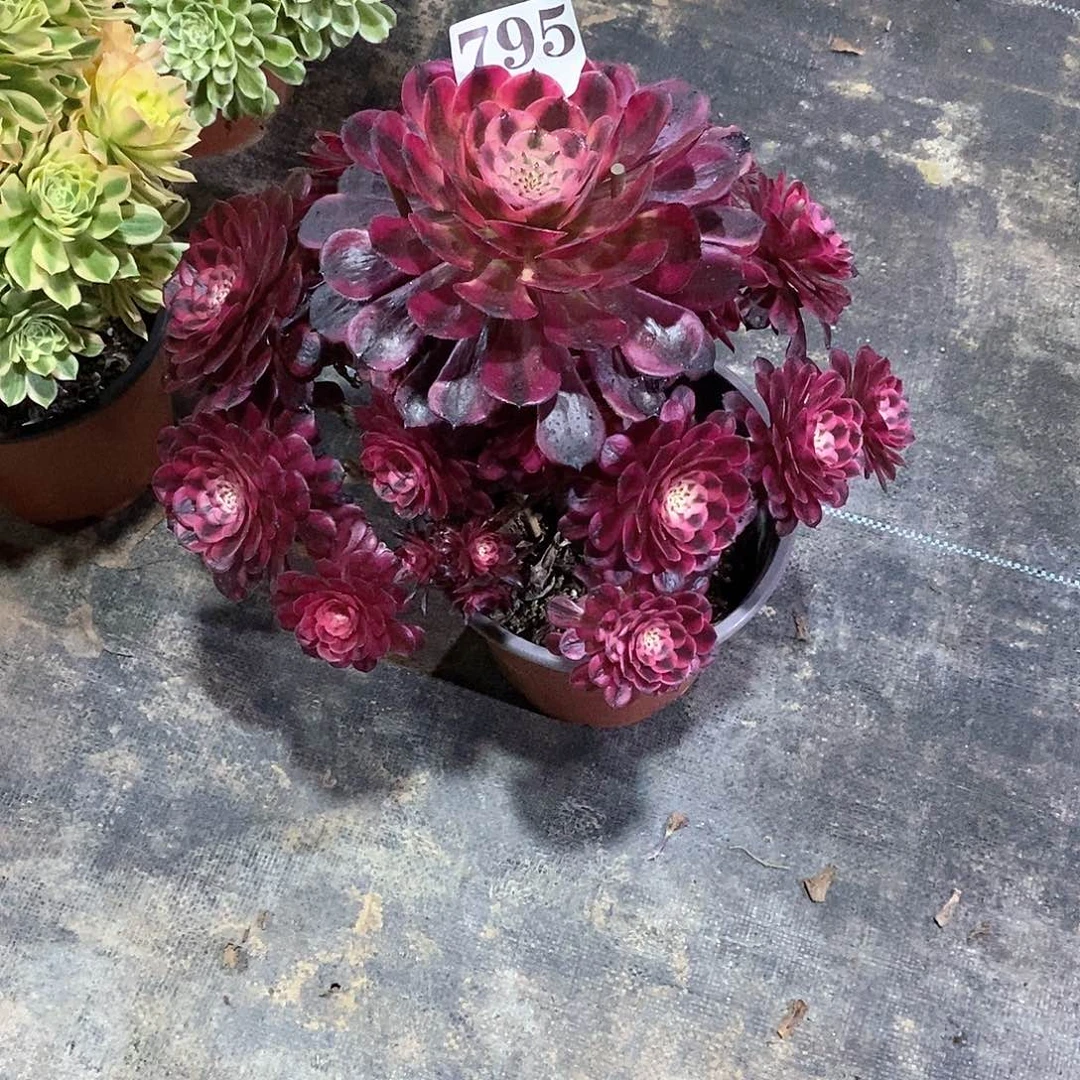 千**世红铜白795多肉法师