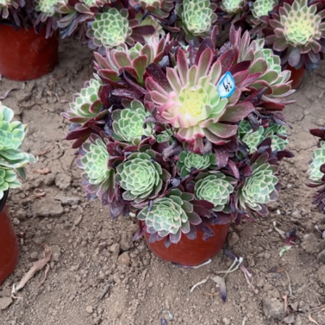 【闪购商品】阿**腐多肉植物西施39