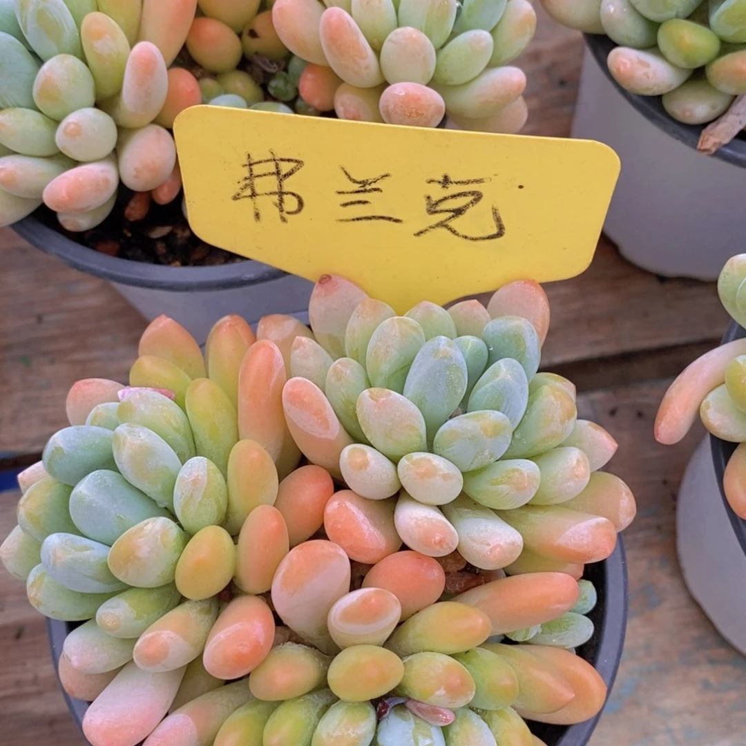 ，首播，开心多肉，一物一拍，一单包邮