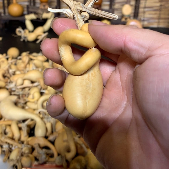 奶凶熊小可爱梨等经济林食物