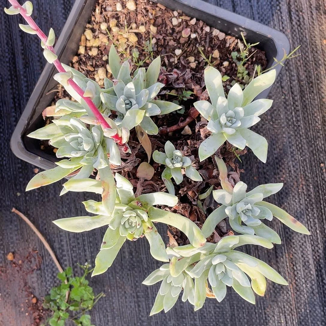 刘丹老桩多头tejia