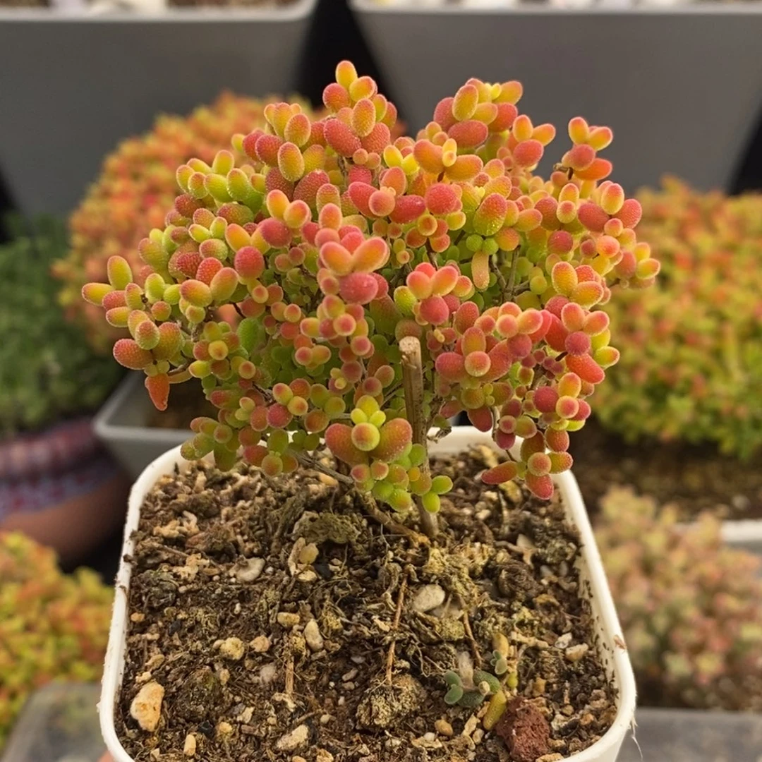 完全开放58号蜜橘糖球（6.5cm）