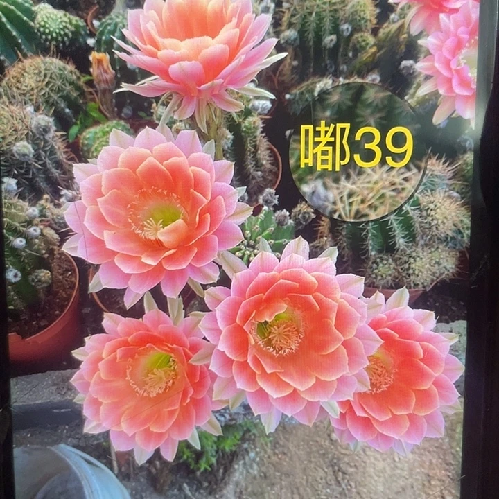 嘟39号秀蒲嫁接6公分以上侧牙