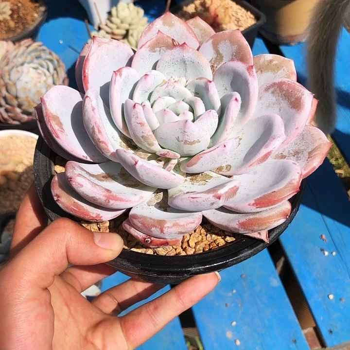 菠*蜜嫦娥大单头多肉植物