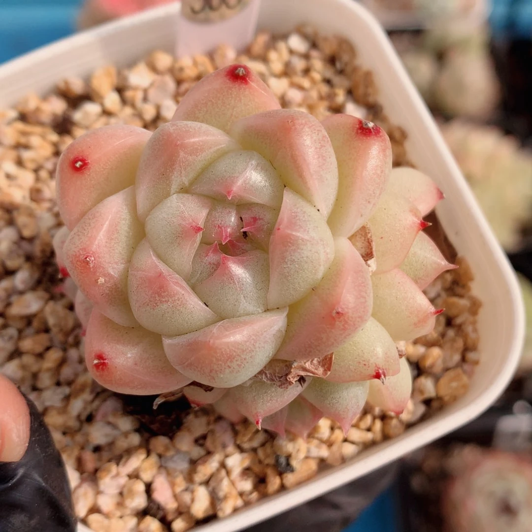 麦秆58包邮  群生不包整363