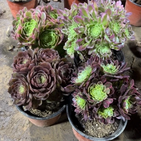 600多肉植物组合