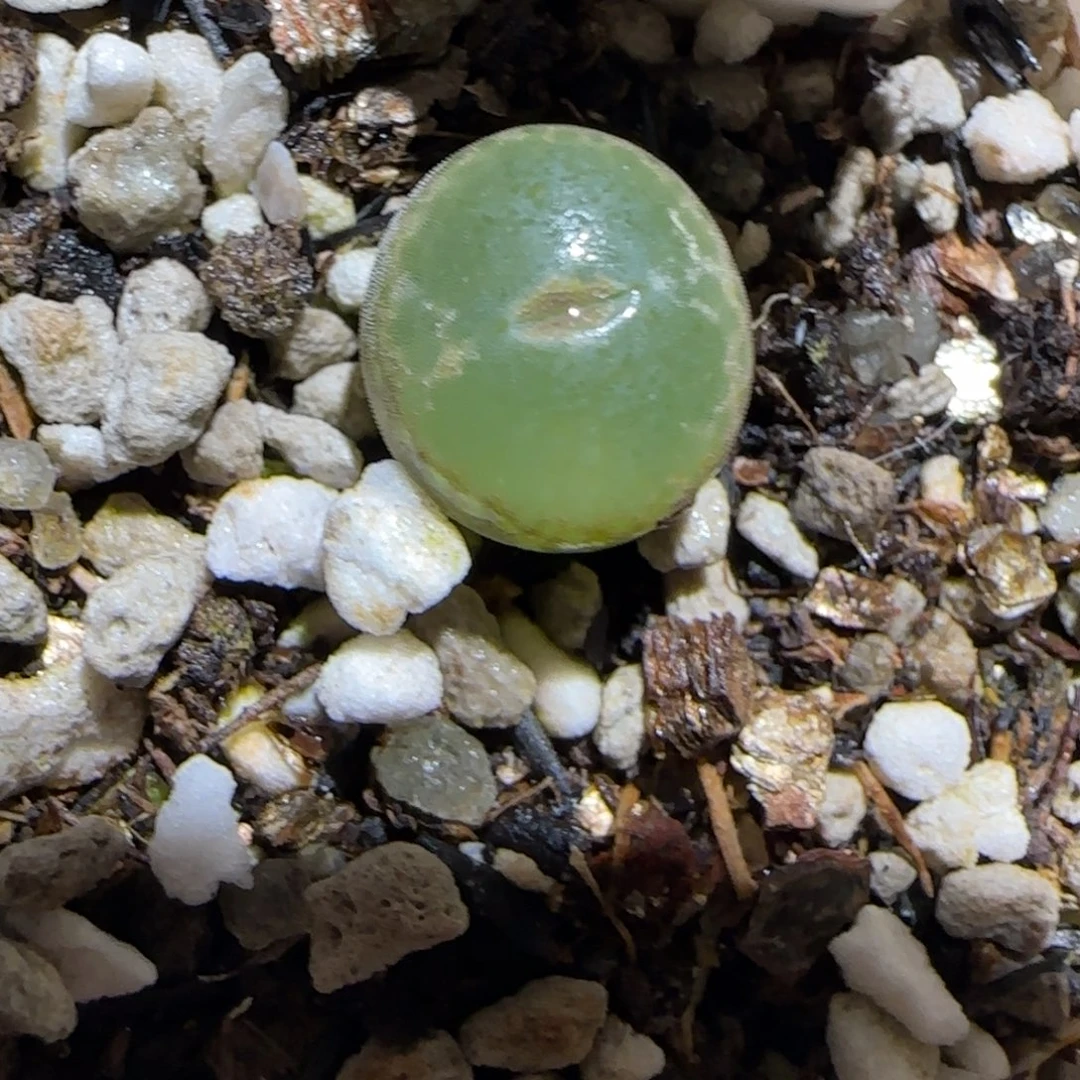 肉锥多肉植物百科30-安格1072