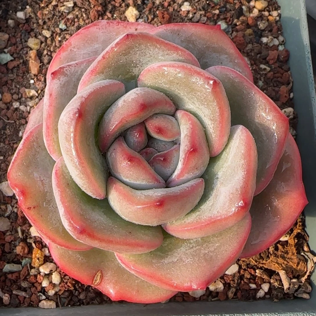 从前慢花园精选多肉泡芙