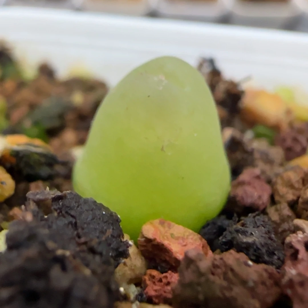 12.13。  大葫芦。  2014