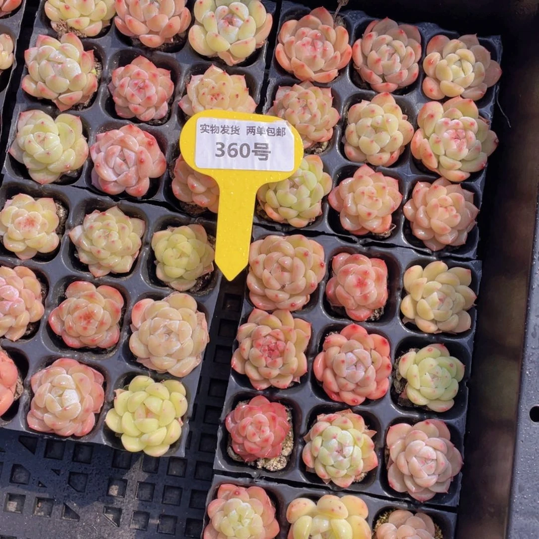 360号白桃汽水组合9个