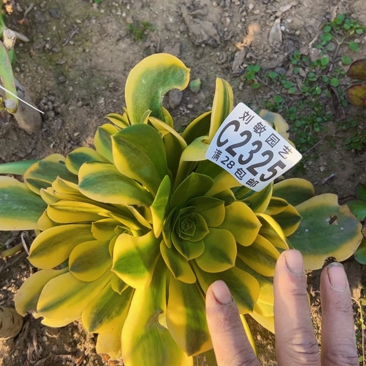 2325砍头多肉植物法师法师