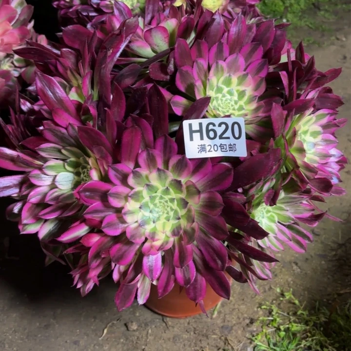 瑞妈多肉园艺620