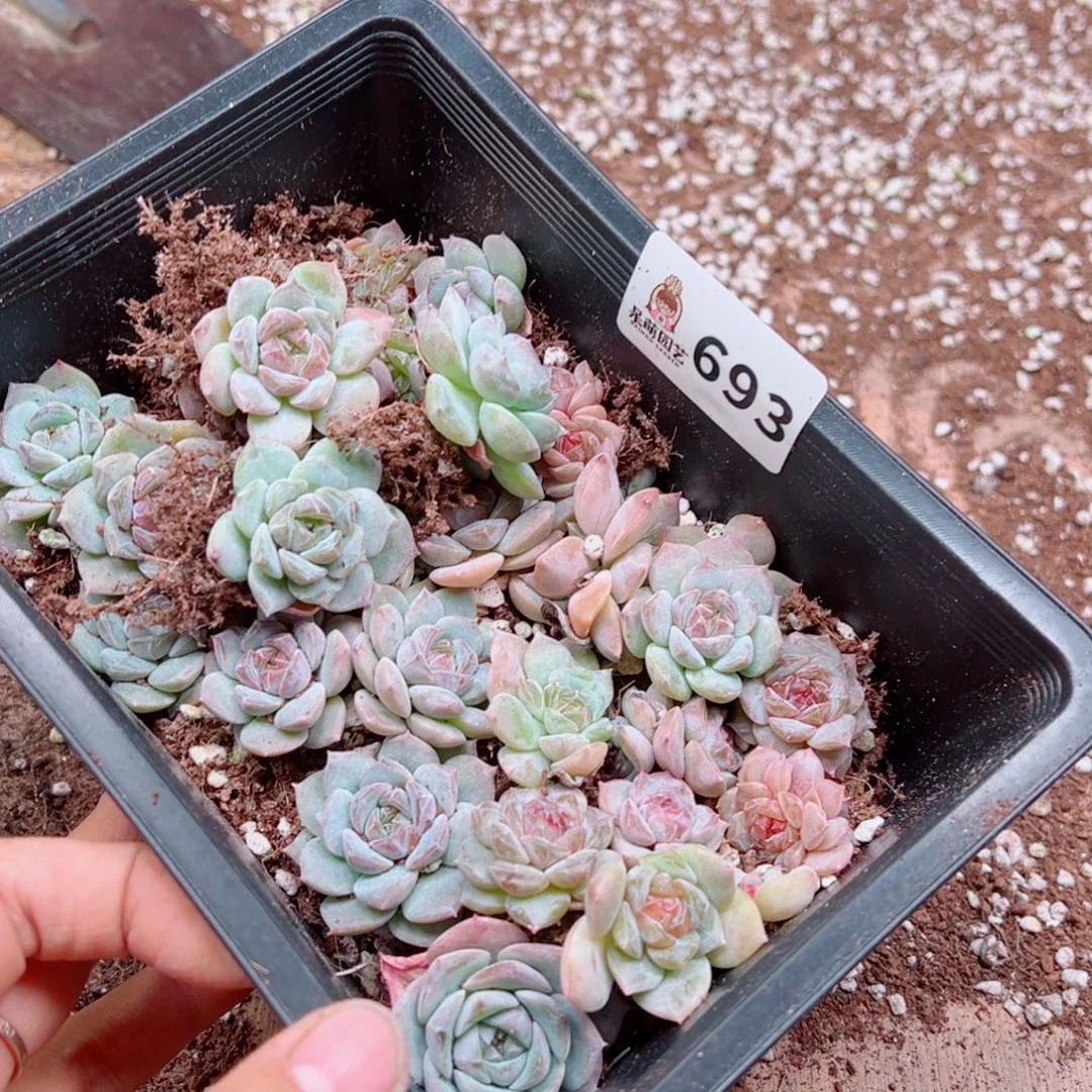浅***浅多肉植物多肉植物