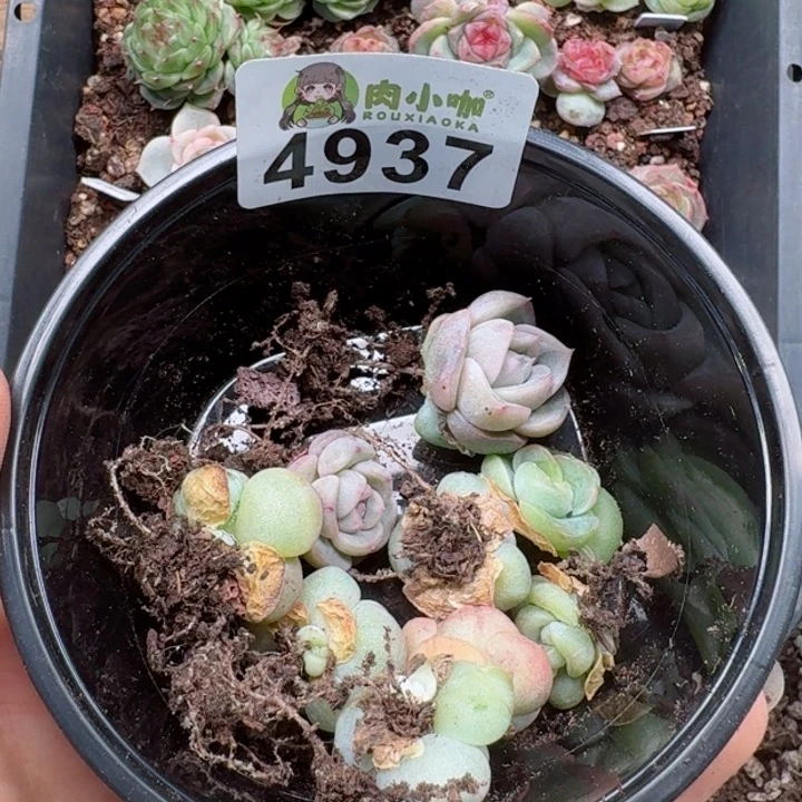 梅**当多肉植物多肉植物