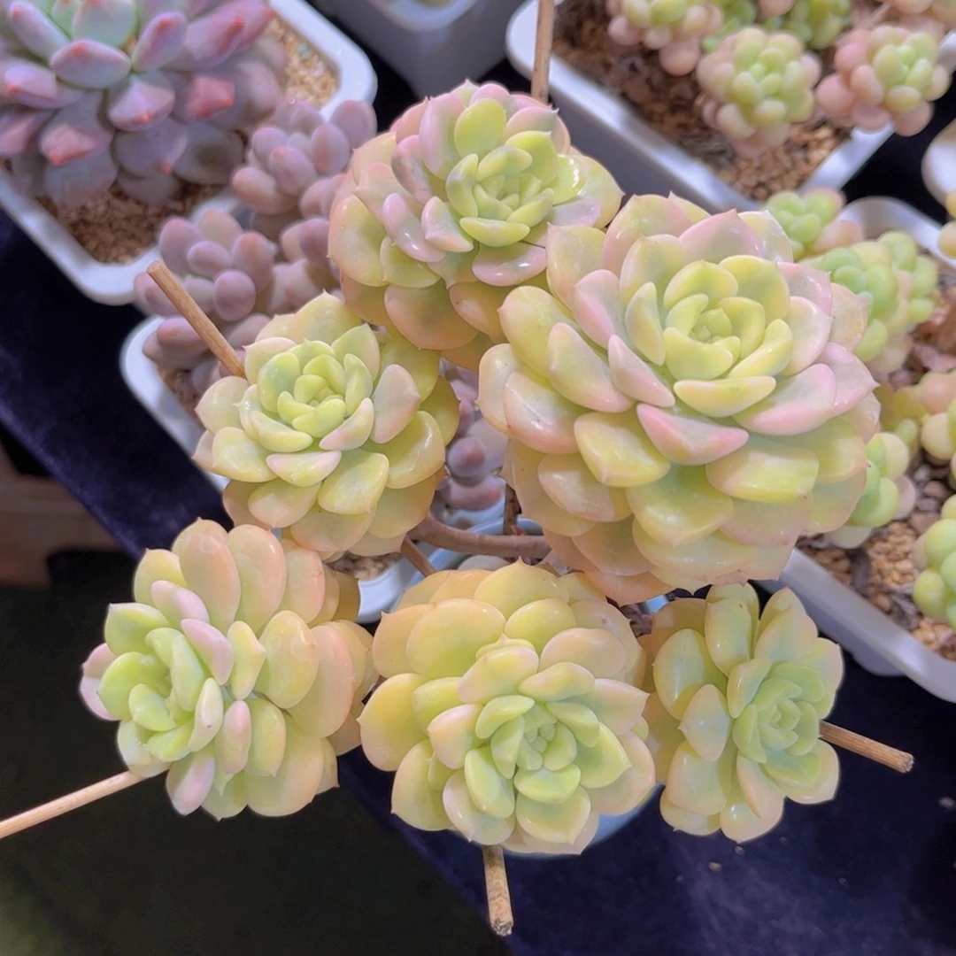 完全开放多肉植物粉布偶锦
