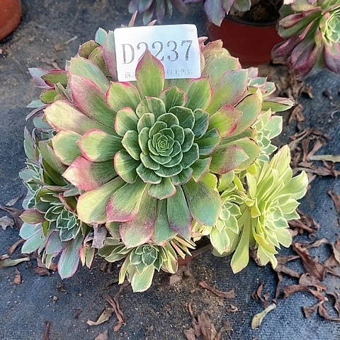 2237莲花多肉法师锦