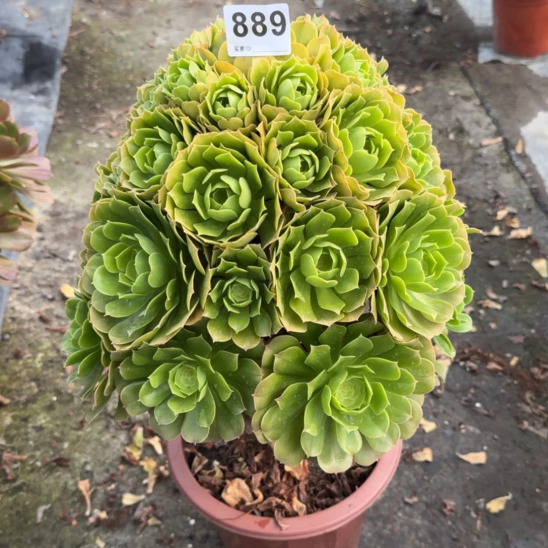 889多肉植物绿羊绒