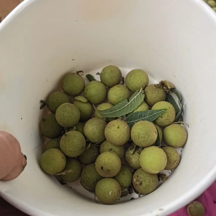 桃核手串凤羽青皮50颗送50颗