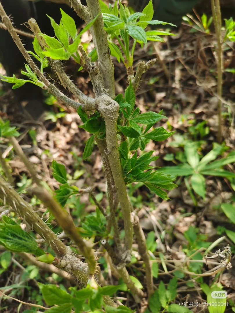 山菜刺五加好吃顺丰