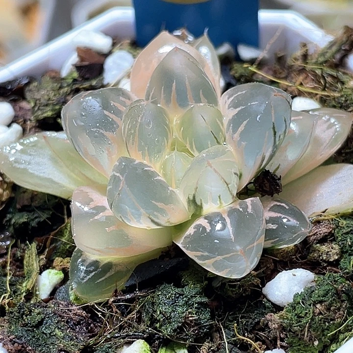 783糊斑北极之光锦特选福利