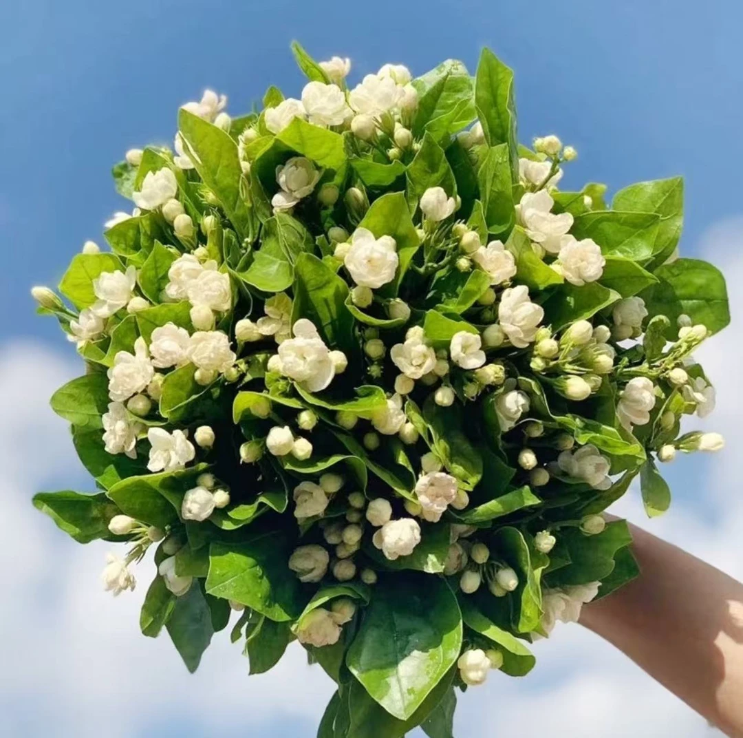 【茉莉花】一单升级顺丰冷链或德邦空运送货上门~云南鲜花批发