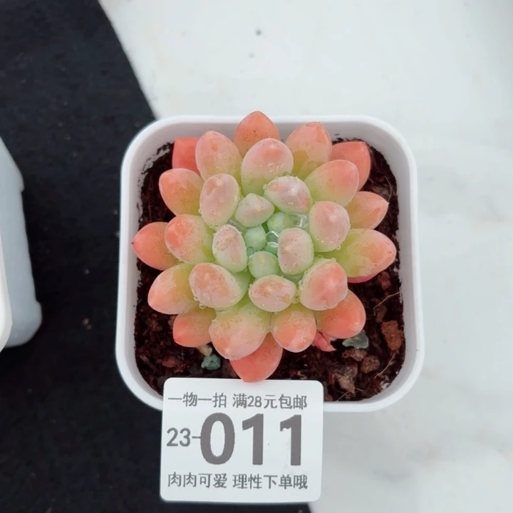 星空美人无盆土发货无盆土