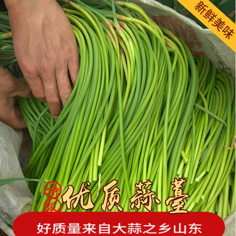 新鲜蒜苔新蒜苔蒜薹蒜苗蒜毫新鲜蔬菜大蒜苔可食用蒜苔新鲜绿色