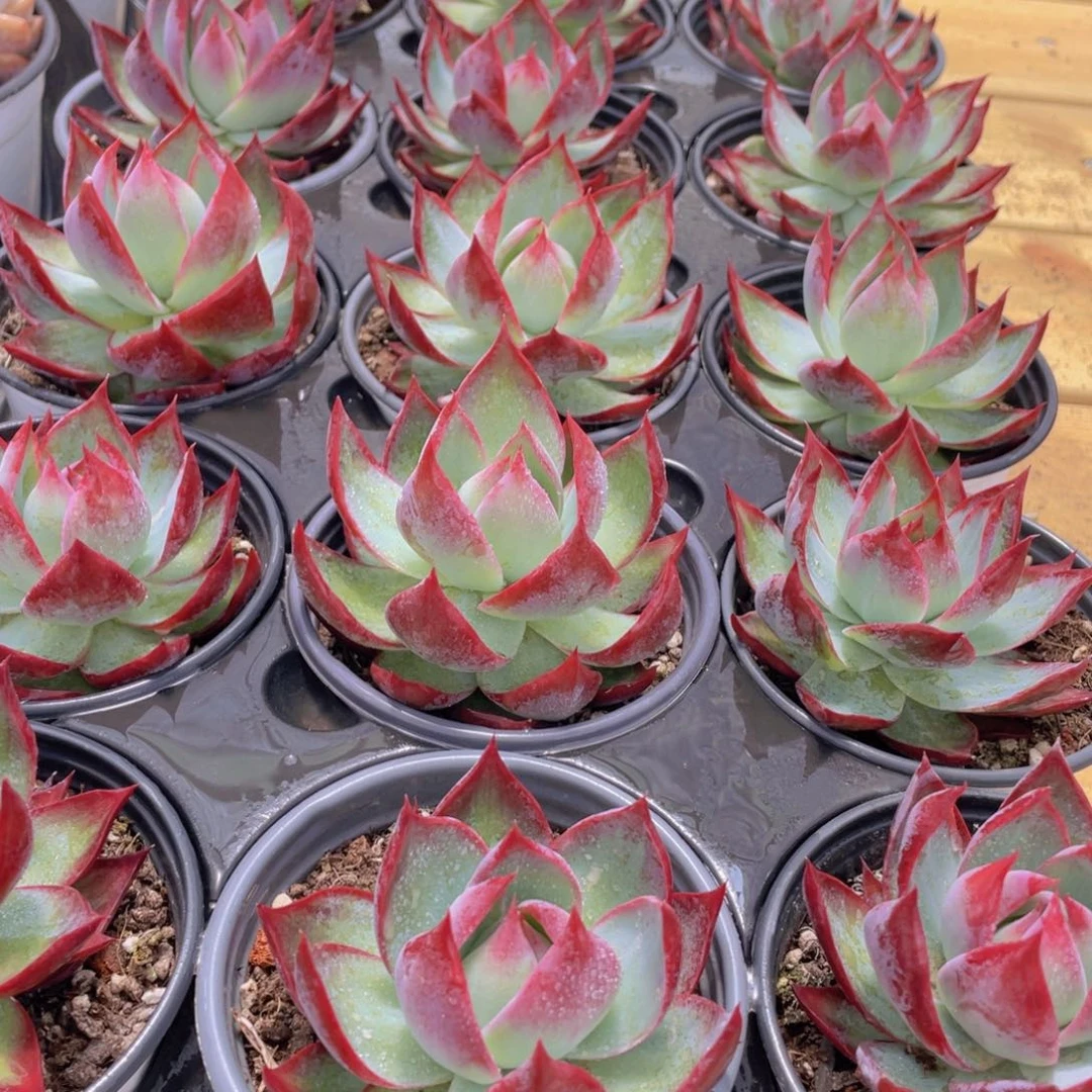 643号 惊鸿仙子单头一个带盆土