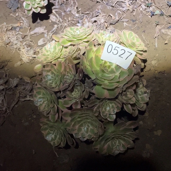 心***?多肉植物法师527云荷10颗