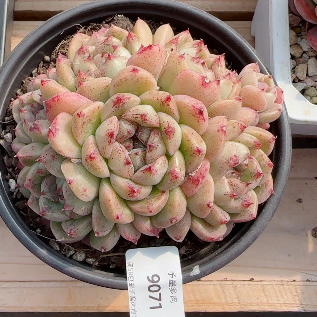 赤水晶，9071多肉植物