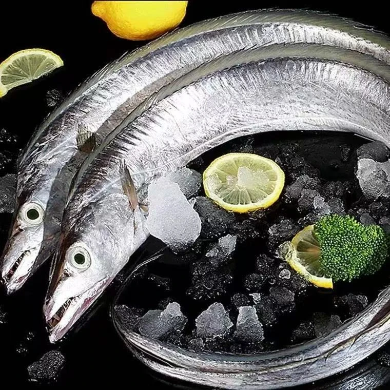 精品钓带鱼【8送2条到手10条 】钓带不破肚半斤左右/条油带顺丰