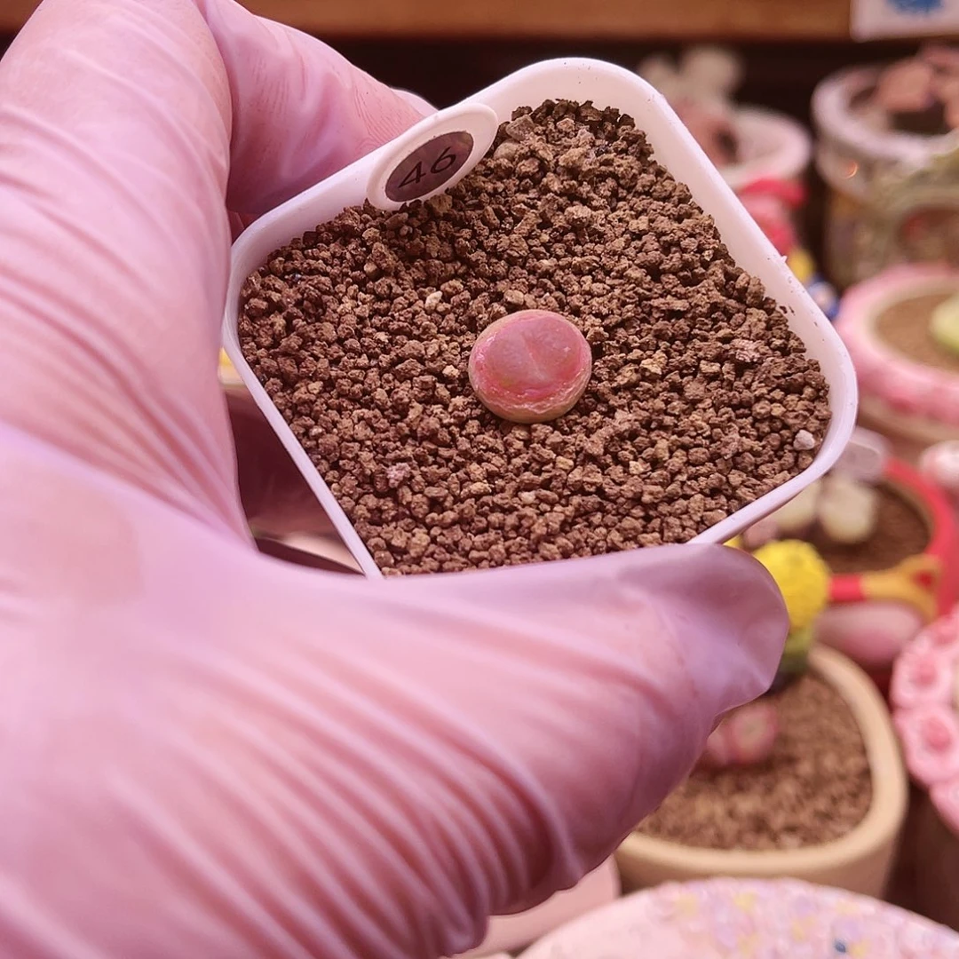 46号三年半以上大王登