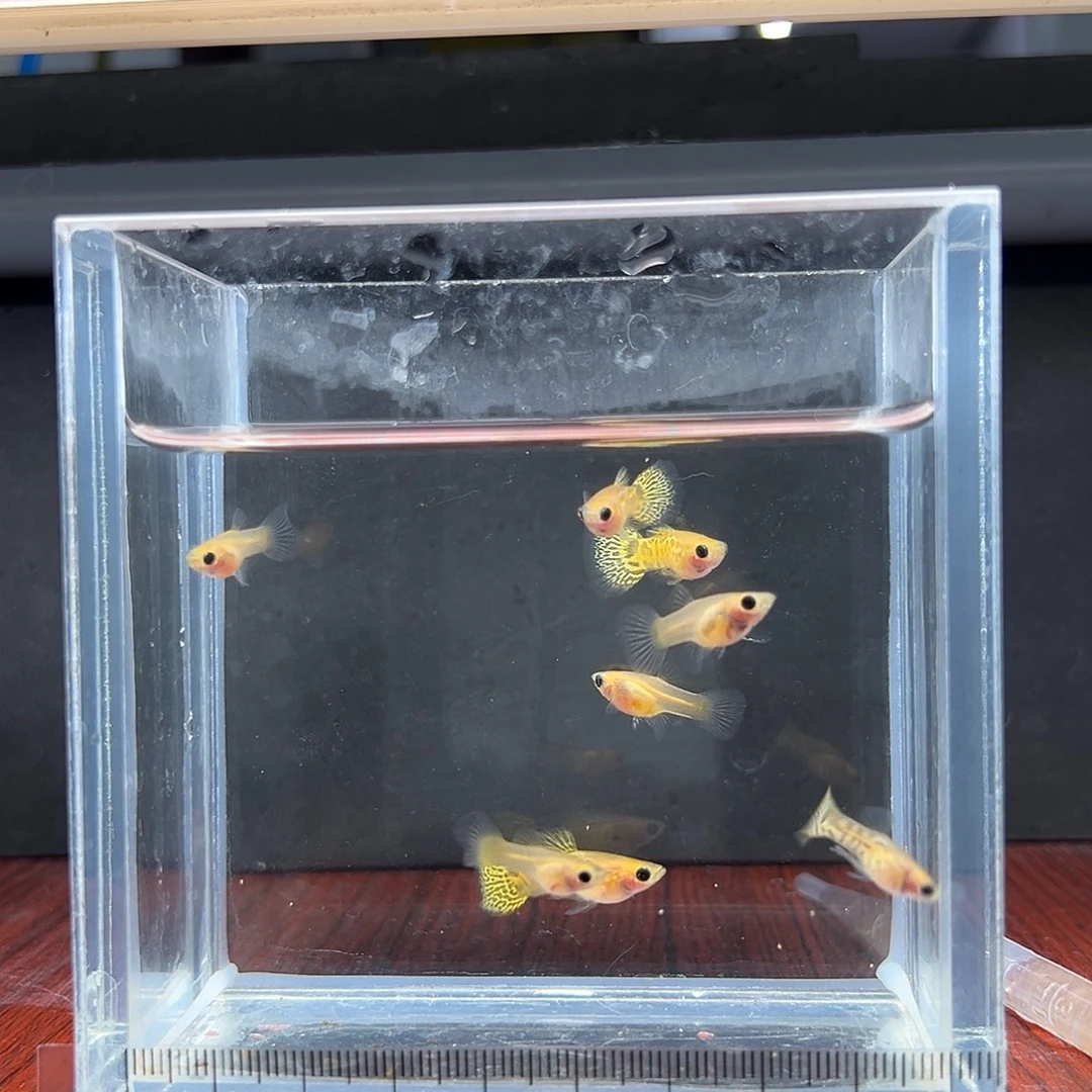 孔雀鱼黄蕾丝玻璃猫四对