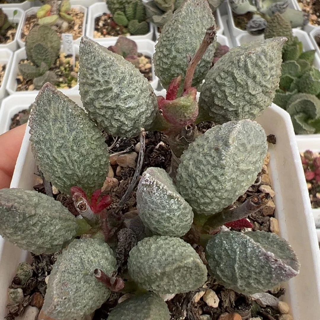 满盆绿猪肝老桩多肉植物水泡