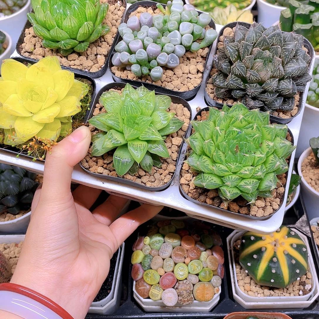 玉露六件套多肉，原盆