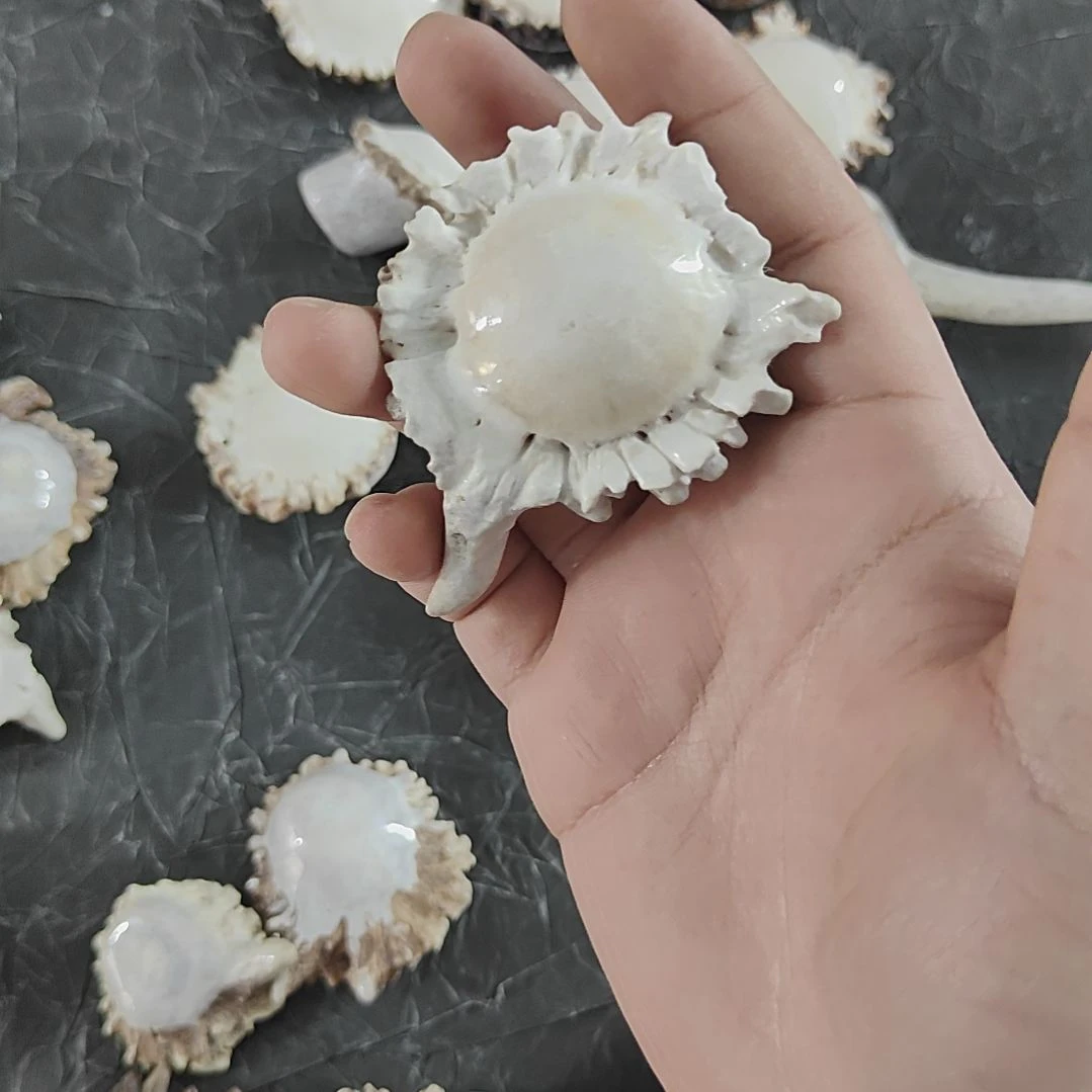 爱***e非金属鹿角精品小角