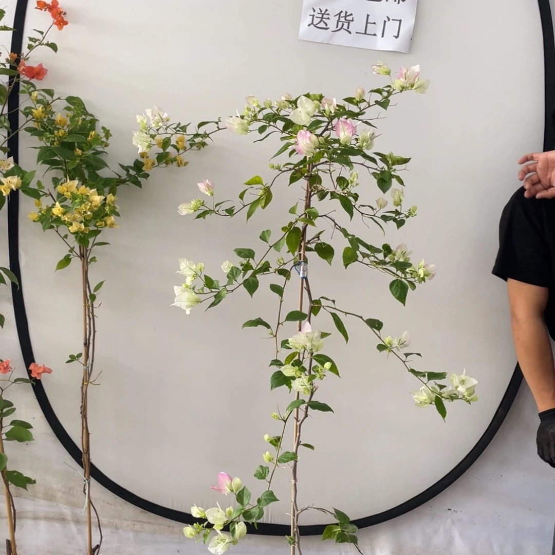 完全开放三角梅3653