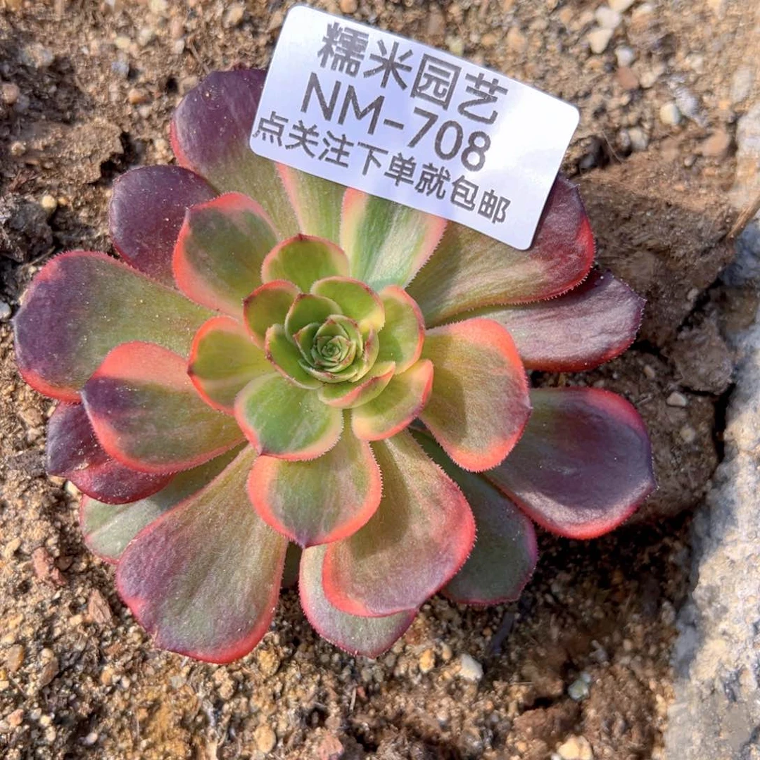 黑魔锦多肉植物708