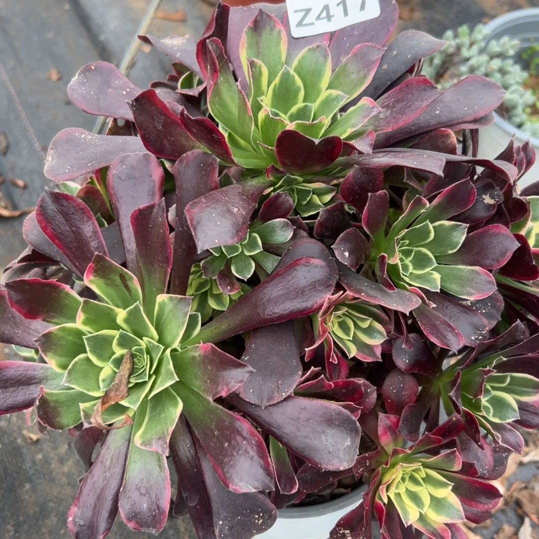 417不知名，多肉法师说