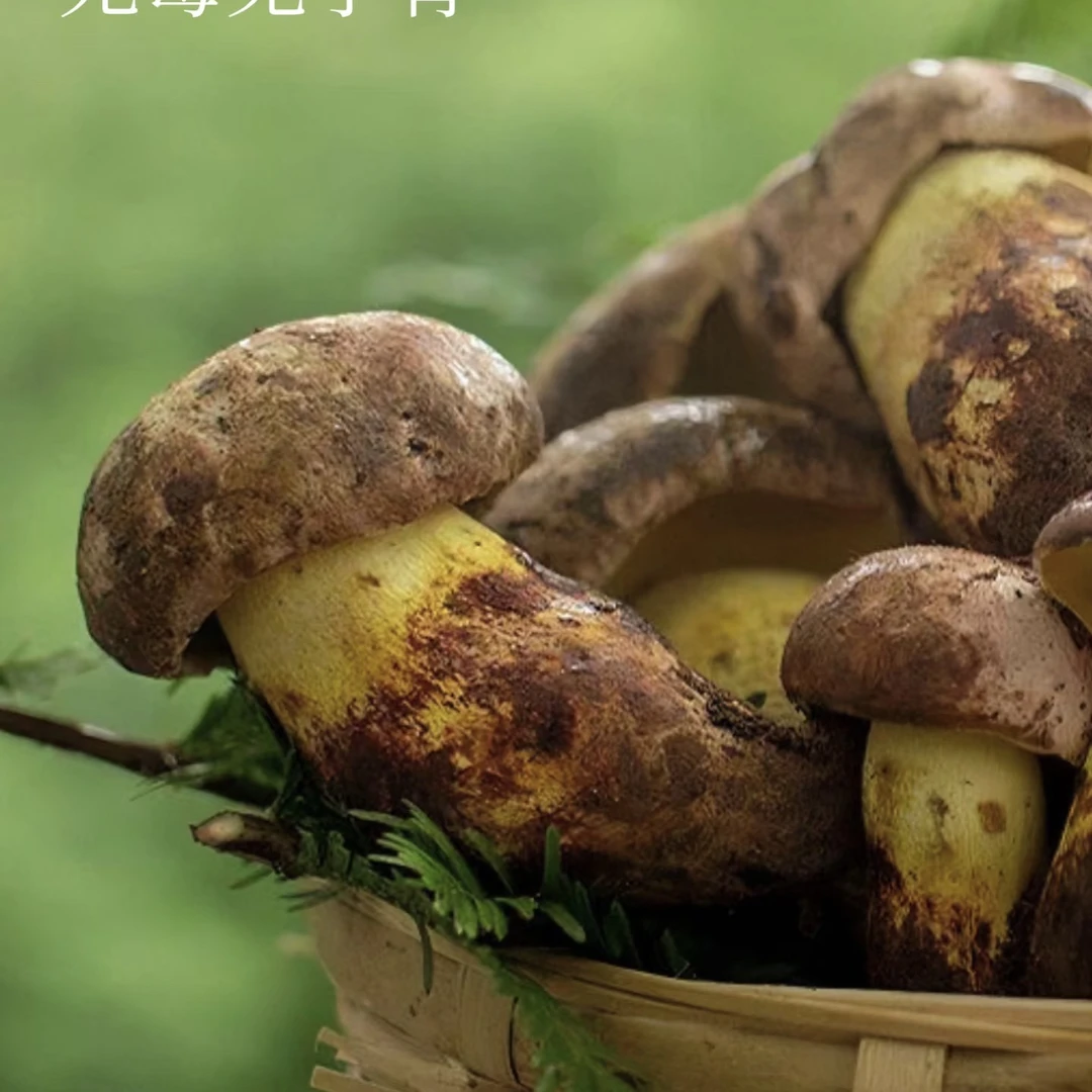 云南白葱牛肝菌见手青食用农产品上海顺丰冷链包邮