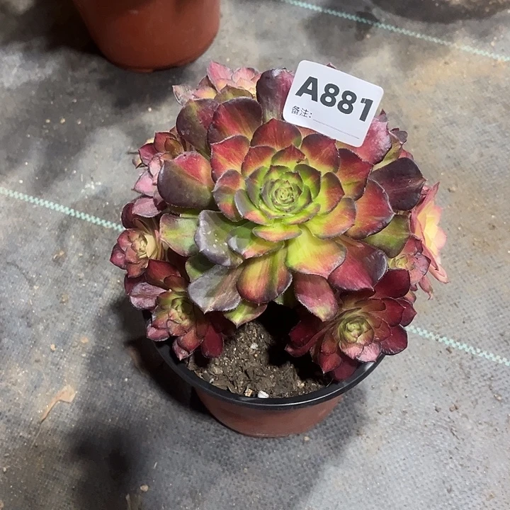 881海王七彩法师多肉