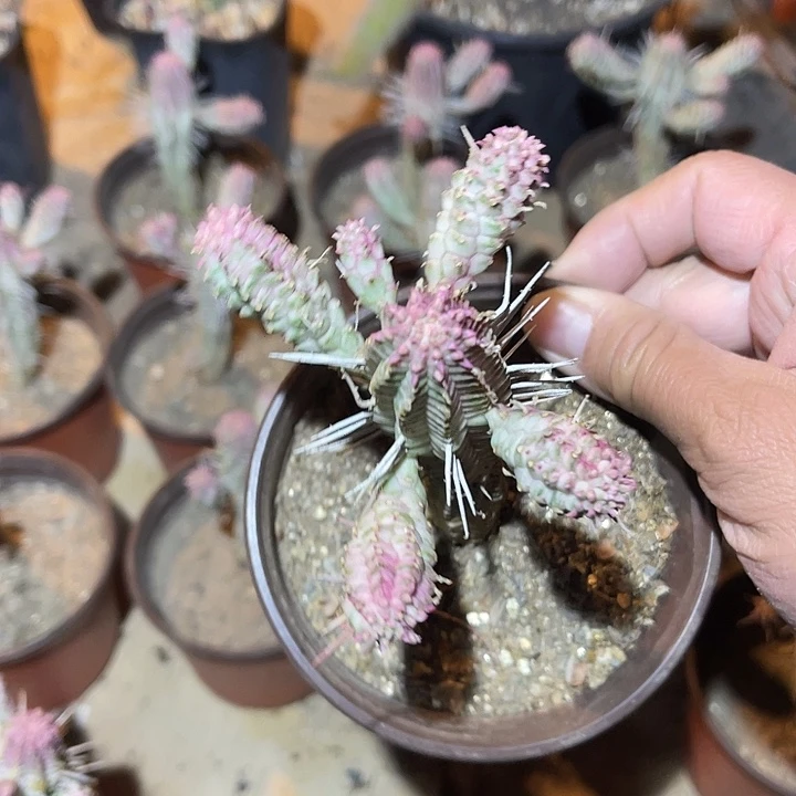 满38包邮2天凑单，脱土晾根发货多肉植物白桦麒麟