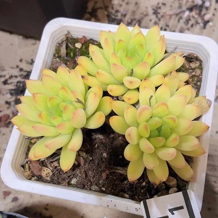 星际迷航07111多肉植物