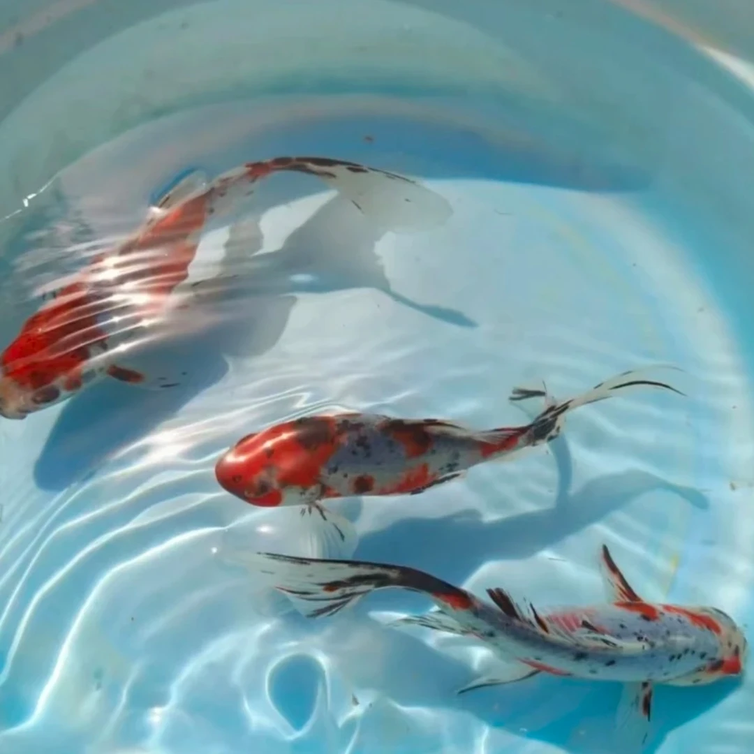 精品水墨玉兰花草5-7公分保底 29条可混养花色 颜色随机搭