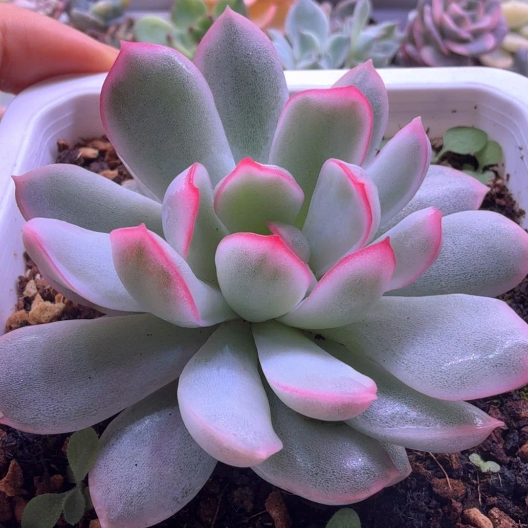 雨燕座白锦 多肉植物