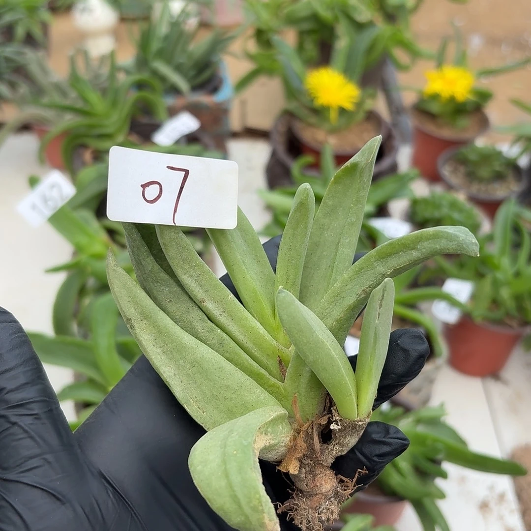 ༺***༻佛手的力量是无穷的力量和力量