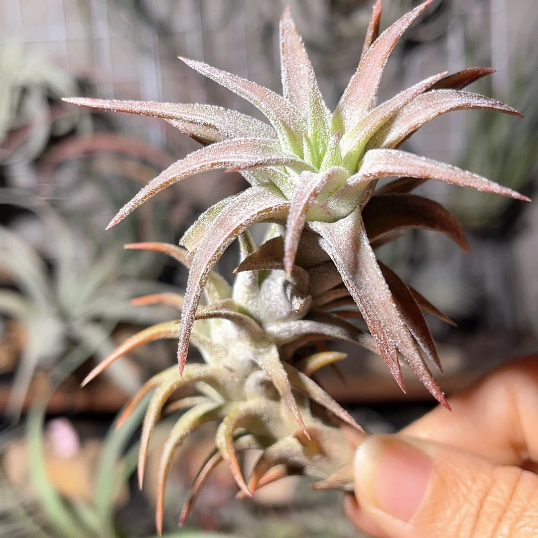 龙脊万汉17号空气凤梨