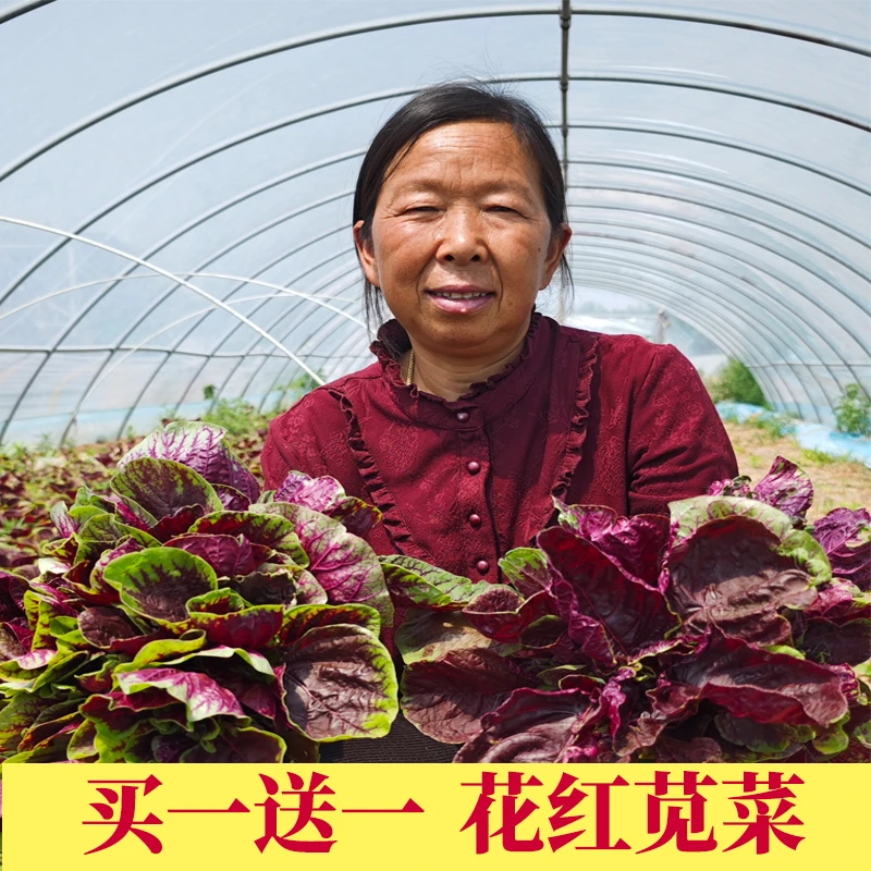 【种植季】苋菜种子红圆叶红苋菜种籽