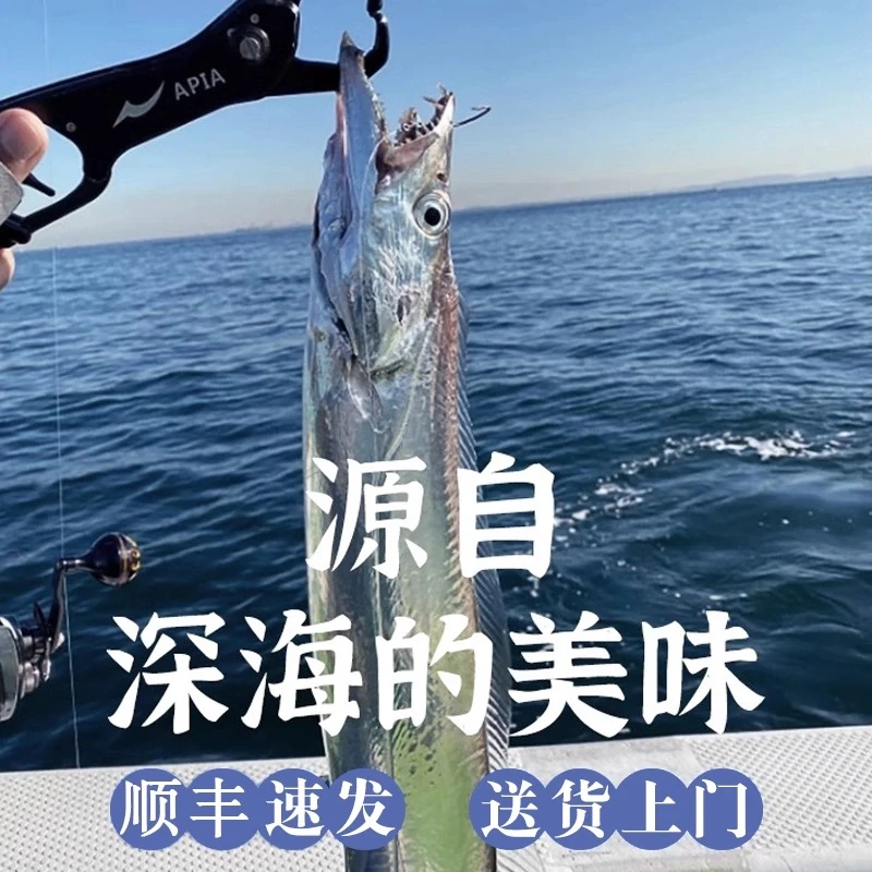 新鲜海钓带鱼 5两左右每条 整条发货 到手10条